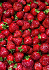 Vue du haut d'une grande quantité de fraises rouge récoltés en fin de saison