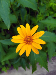 Yellow arnica flower in the garden. Bright flower on green foliage background, summer day, selective focus. 