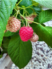 Branch with ripe raspberries close-up. Summer berry picking, selective focus. 