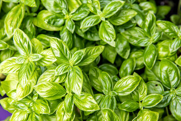 vue du haut d'un plant de basilic en été avec feuilles verte