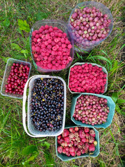 Collected summer berries in containers. Berries of raspberries, cherries, strawberries, black currants and gooseberries. Healthy nutrition and a complex of natural vitamins for an active life. 