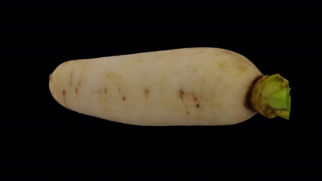 Realistic render of a rotating Daikon (White Japanese Radish) on transparent background (with alpha channel). The video is seamlessly looping, and the 3D object is scanned from a real daikon.
