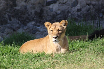 Leona tomando el sol sobre el césped