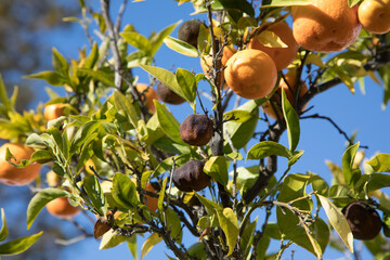 Rotten tangerines hanging from tree