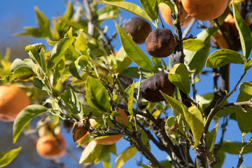 Rotten fruit on tree