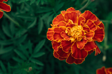 Beautiful red-yellow flower marigold close-up. Bright and colorful garden flowers. Selective focus, blurred background.