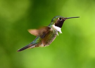 Fototapeta na wymiar cute male broad-tailed hummingbird in flight in a back yard in broomfield, colordao