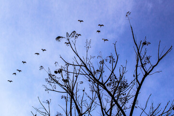 flying away