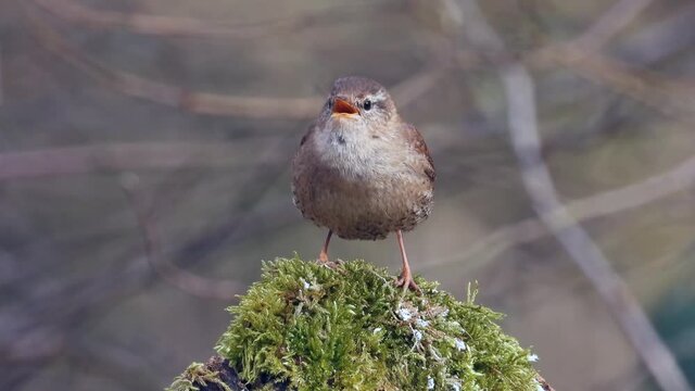 Zaunk&ouml;nig&nbsp;(Troglodytes troglodytes) singt