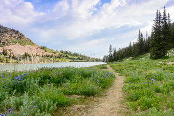 A walking path through green grass and wildflowers around a mountain lake