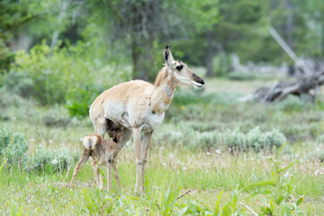 Mom Feeding her Baby Fawn in the Meadows 
