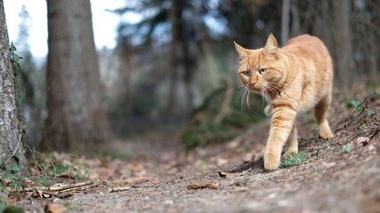 Beauty in the forest (2)