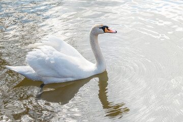 White swan on the lake. These are large birds with a wingspan of 1.5 - 3.1 m.