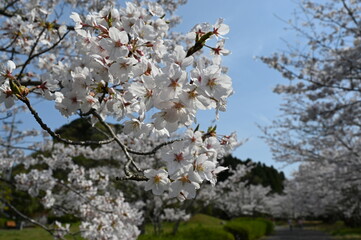 桜