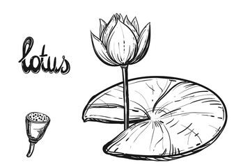 Hand drawn sketch black and white set of lotus flowers, petal, leaf. Vector illustration. Elements in graphic style label, card, sticker, menu, package.
