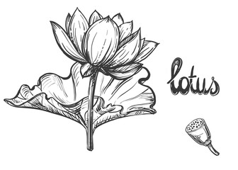 Hand drawn sketch black and white set of lotus flowers, petal, leaf. Vector illustration. Elements in graphic style label, card, sticker, menu, package.