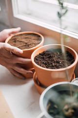 flower pots are placed near window after seeding herbs into soil. planting seeds in the springtime at home. indoor gardening lifestyle. selective focus 