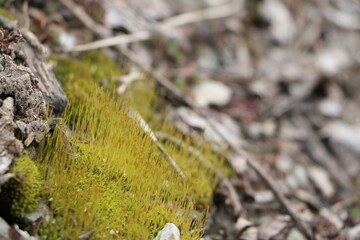 moss growing off of a single rock