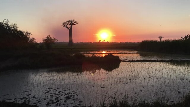 Sunset silhouette of Baobab with reflection in rice field, rural Madagascar