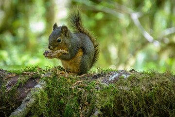 Chipmunk eating in the lush rain forest 