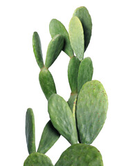 Beautiful big green cactus on white background