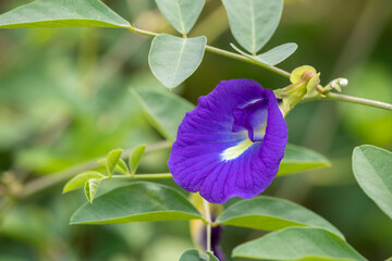 A flower of butterfly pea, clitoria ternatea, ternate, pigeonwings, blue pea, bluebellvine, cordofan or darwin pea, often brewed as tea and used as coloring and an ingredient.