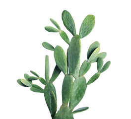 Beautiful big green cactus on white background © New Africa