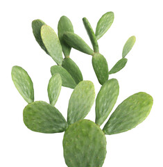 Beautiful big green cactus on white background © New Africa