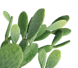 Beautiful big green cactus on white background