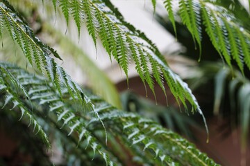 Close up tropical nature green leaf texture abstract background. Copy space ecology environment and travel adventure concept. 