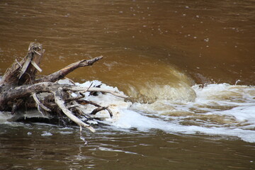 Mini Waterfall On The Creek, Whitemud Park, Edmonton, Alberta