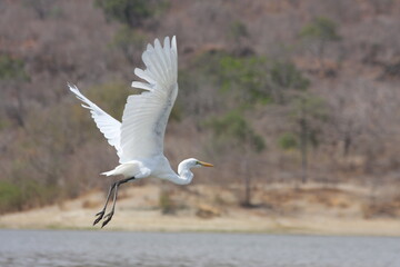 white bird in flight