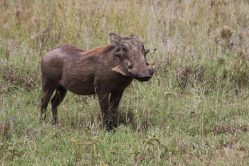 warthog in the wild