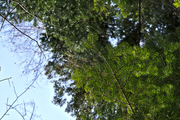 青空を背景にした松の葉。