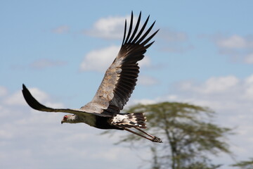 Bird in flight