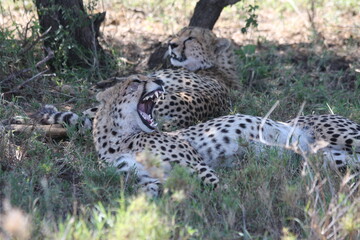 cheetah in the grass