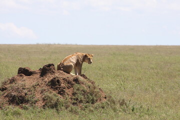 lion on a mount of dirt