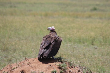 vulture on a mount of dirt