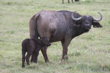 african buffalo in the wild