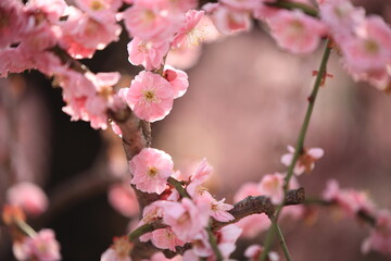 Plum flower landscape in the Mie Prefecture of Japan