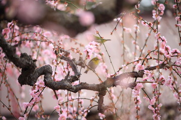 Plum trees and Japanese white-eye