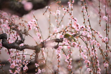 Plum trees and Japanese white-eye