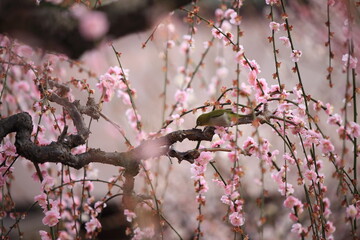Plum trees and Japanese white-eye