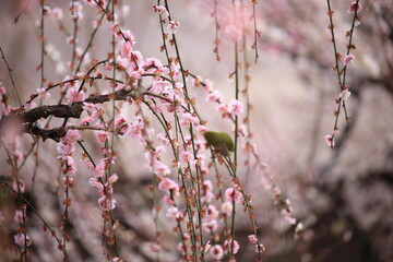 Plum trees and Japanese white-eye