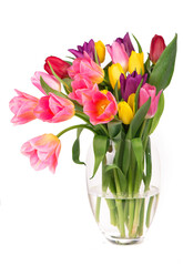 Many beautiful colorful tulips with leaves in a glass vase isolated on transparent background. Photo with fresh spring flowers for any festive design