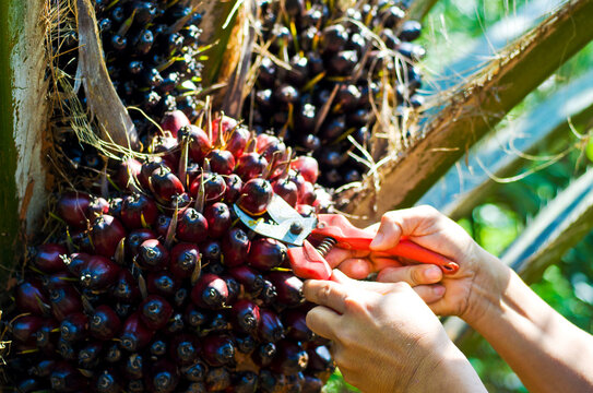 Close up of palm oil fruit on palm trees in Southern Thailand.