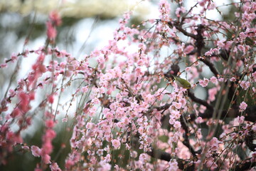 Plum trees and Japanese white-eye