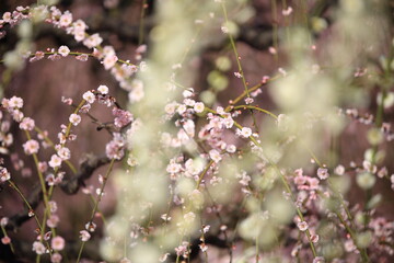 Plum flower landscape in the Mie Prefecture of Japan