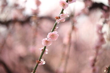 Plum flower landscape in the Mie Prefecture of Japan
