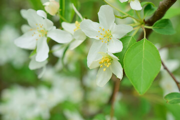 White apple blossoms and green leaves. 